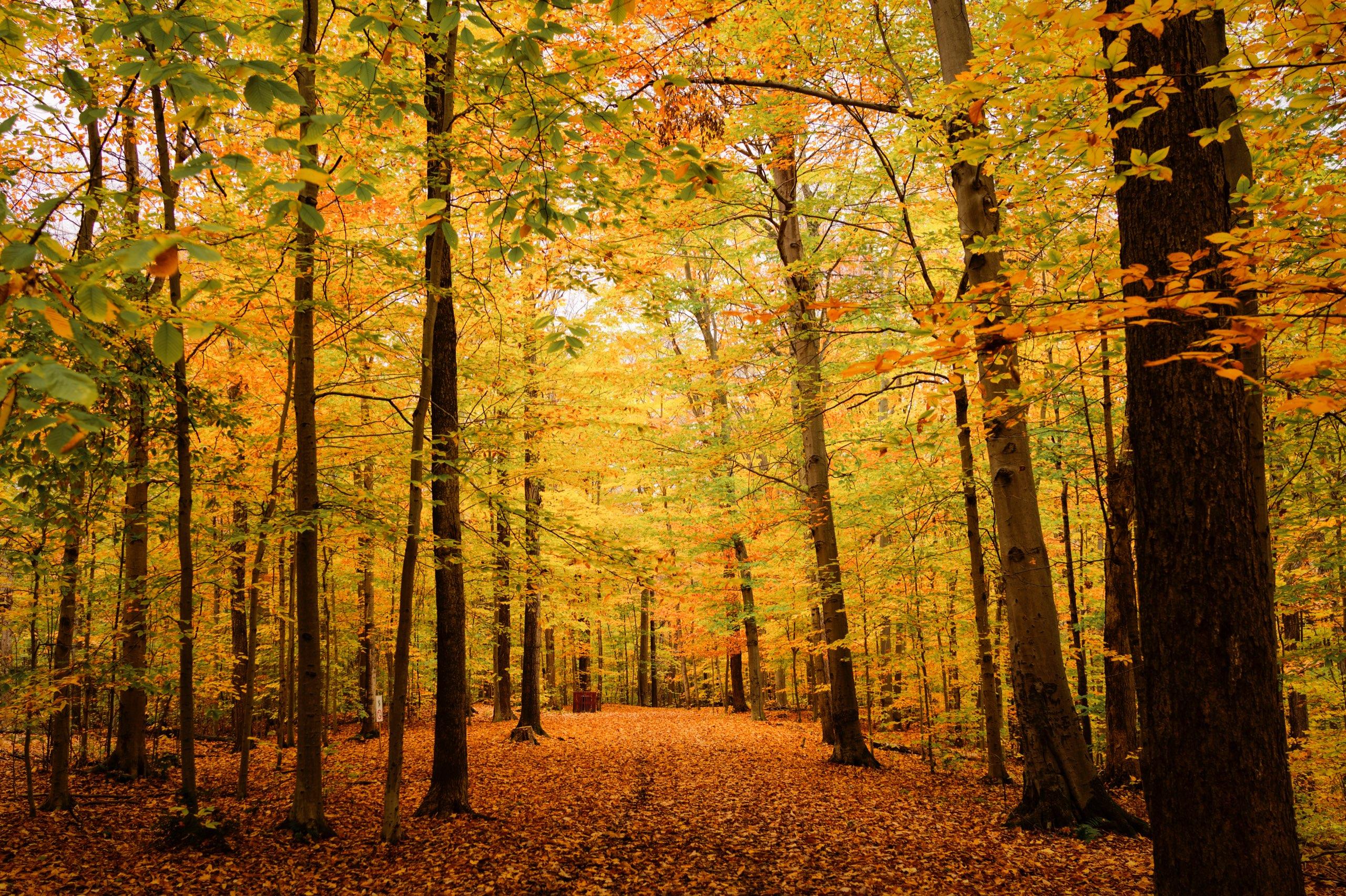 Featured Collections: Autumn Colors