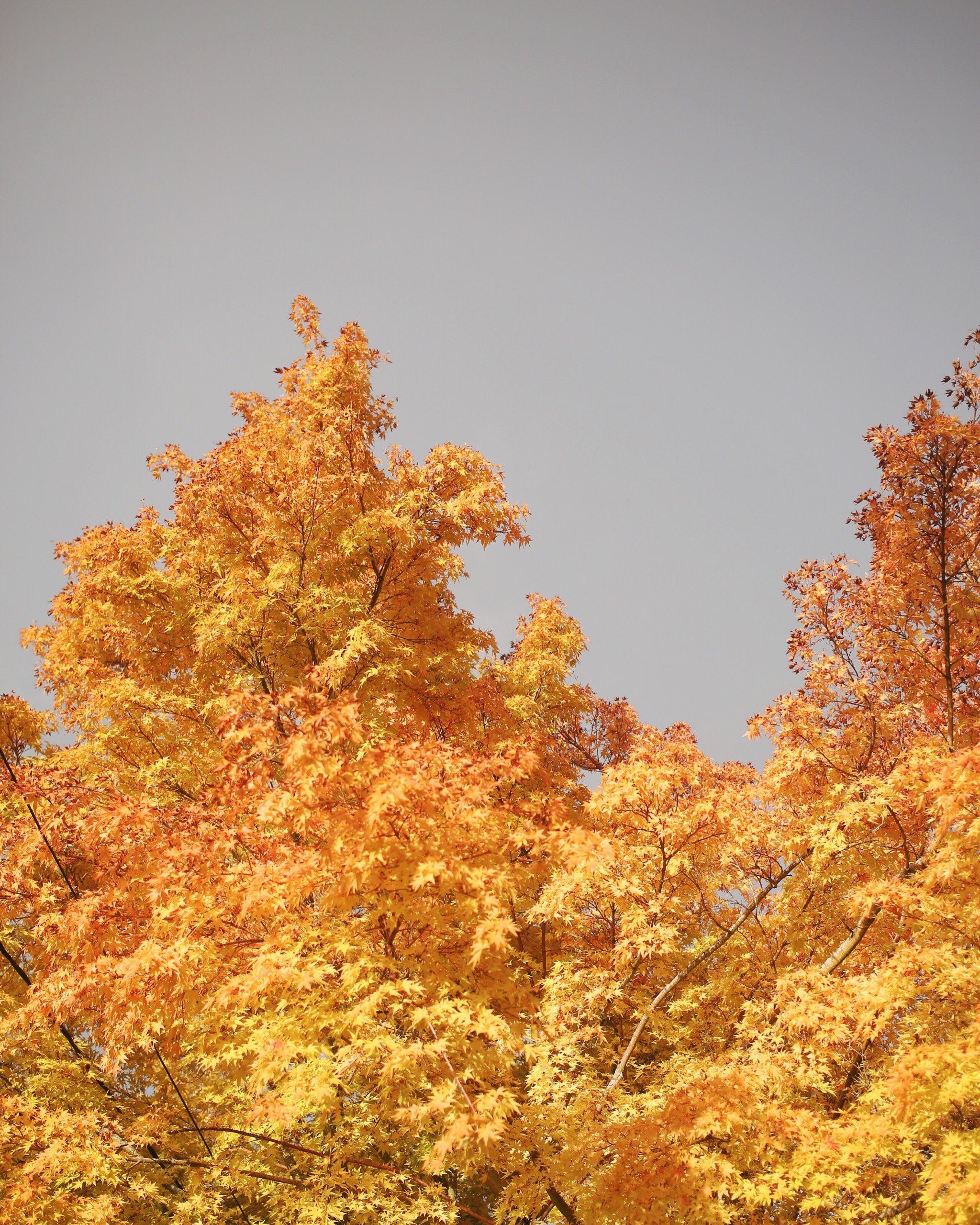 Featured Collections: Autumn Colors