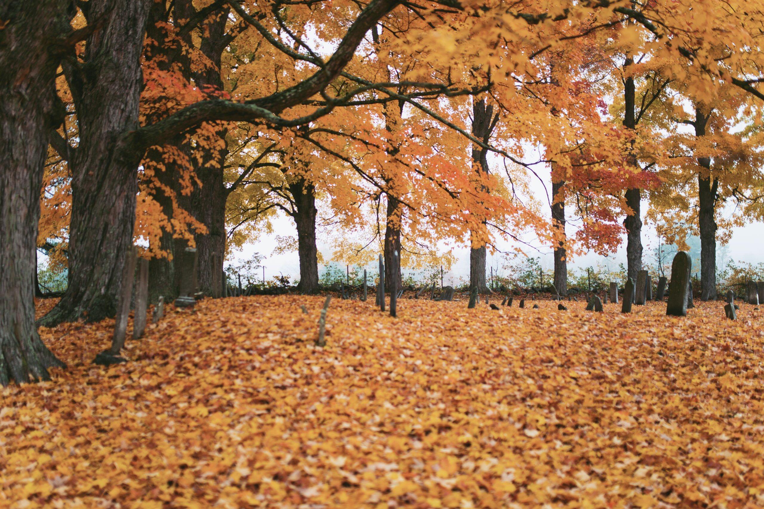 Featured Collections: Autumn Colors